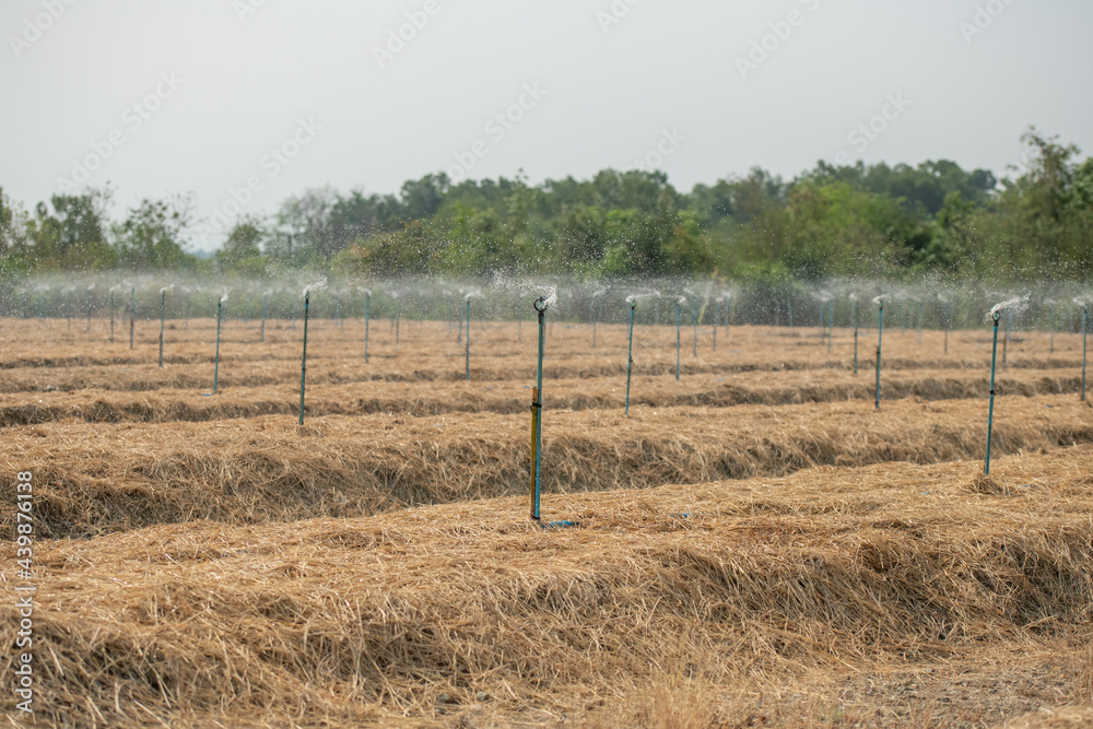 .photo rows of soil before planting. Furrows row pattern in a plowed field prepared for planting crops in spring. view of land prepared for planting and cultivating the crop.