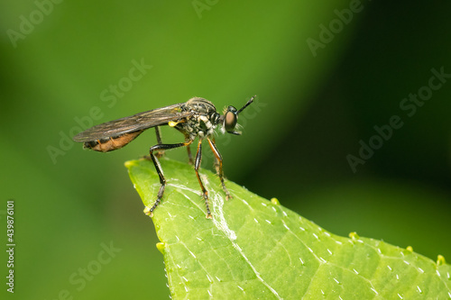 Robber fly watching its prey while perched on a green leaf.