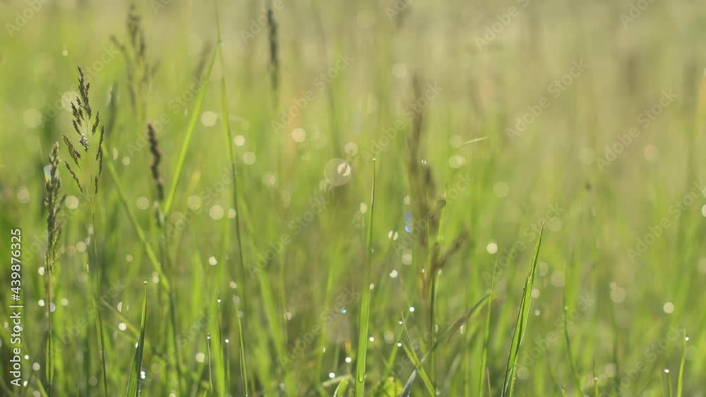 Morning dew and green grass swaying in breeze in sunrise Morning dew and green grass swaying in breeze in sunrise