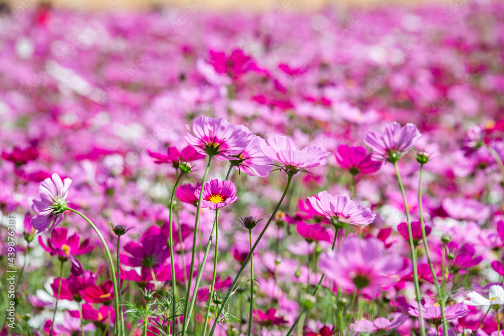 Close-up pink vivid color blossom of Cosmos flower (Bipinnatus) in a field. Flower fields in Saraburi province ,Thailand. Beautiful flower background in spring season. Close-up pink vivid color blossom of Cosmos flower (Bipinnatus) in a field. Flower fields in Saraburi province ,Thailand. Beautiful flower background in spring season.