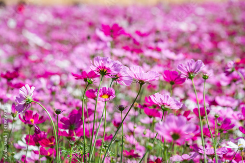 Close-up pink vivid color blossom of Cosmos flower (Bipinnatus) in a field. Flower fields in Saraburi province ,Thailand. Beautiful flower background in spring season.
