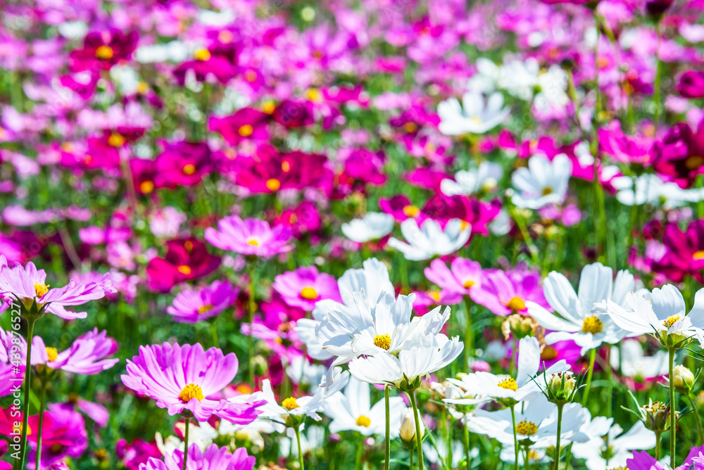 Close-up pink vivid color blossom of Cosmos flower (Bipinnatus) in a field. Flower fields in Saraburi province ,Thailand. Beautiful flower background in spring season. Close-up pink vivid color blossom of Cosmos flower (Bipinnatus) in a field. Flower fields in Saraburi province ,Thailand. Beautiful flower background in spring season.
