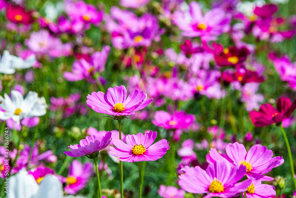 Close-up pink vivid color blossom of Cosmos flower (Bipinnatus) in a field. Flower fields in Saraburi province ,Thailand. Beautiful flower background in spring season. Close-up pink vivid color blossom of Cosmos flower (Bipinnatus) in a field. Flower fields in Saraburi province ,Thailand. Beautiful flower background in spring season.