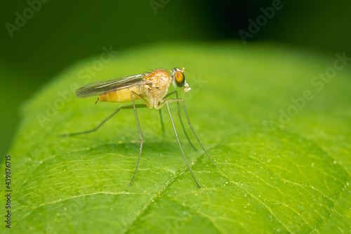 Small Dolichopodidae fly looking for a prey on a green leaf