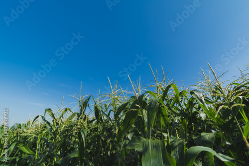 Green corn plantation with blue sky
