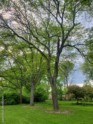 trees in park