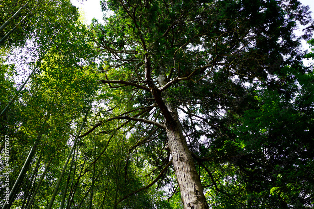 Fototapeta premium Ginkakuji Temple in Kyoto.