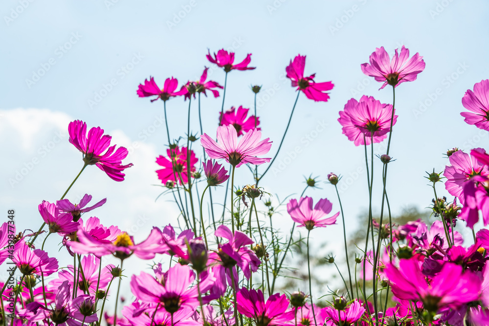 Close-up pink vivid color blossom of Cosmos flower (Bipinnatus) in a field. Flower fields in Saraburi province ,Thailand. Beautiful flower background in spring season.