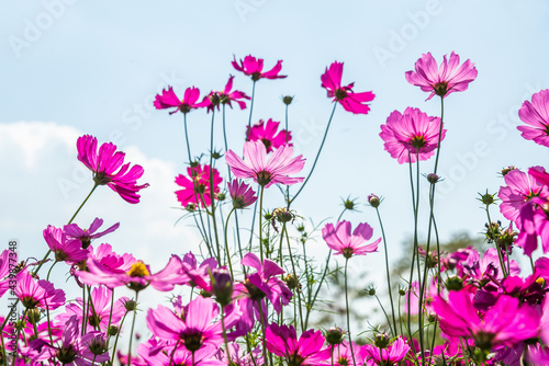 Close-up pink vivid color blossom of Cosmos flower (Bipinnatus) in a field. Flower fields in Saraburi province ,Thailand. Beautiful flower background in spring season.