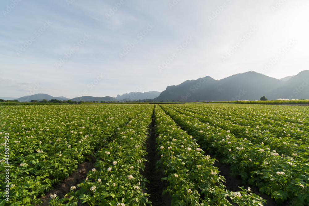 Potato plantation with cloud and blue sky Potato plantation with cloud and blue sky