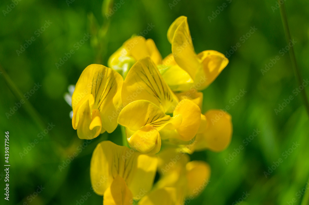 Beautiful yellow forest flower close up for background Beautiful yellow forest flower close up for background