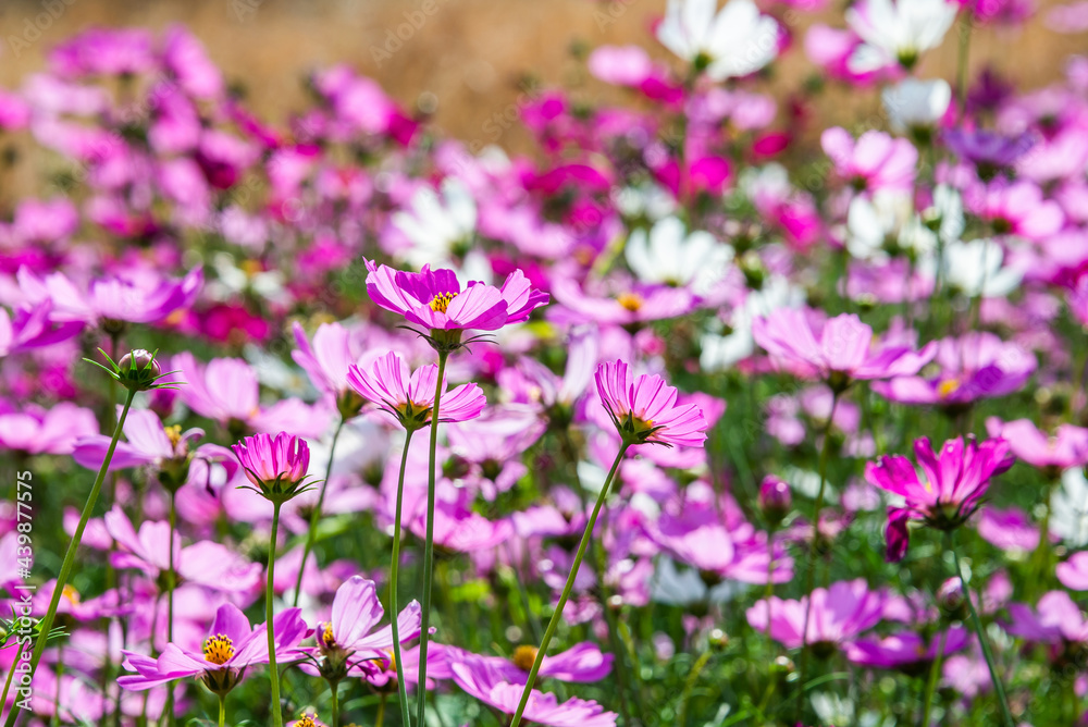 Close-up pink vivid color blossom of Cosmos flower (Bipinnatus) in a field. Flower fields in Saraburi province ,Thailand. Beautiful flower background in spring season. Close-up pink vivid color blossom of Cosmos flower (Bipinnatus) in a field. Flower fields in Saraburi province ,Thailand. Beautiful flower background in spring season.