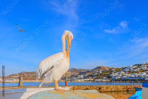 Greece, Petros famous pelican of Mykonos