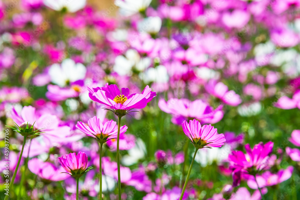 Close-up pink vivid color blossom of Cosmos flower (Bipinnatus) in a field. Flower fields in Saraburi province ,Thailand. Beautiful flower background in spring season. Close-up pink vivid color blossom of Cosmos flower (Bipinnatus) in a field. Flower fields in Saraburi province ,Thailand. Beautiful flower background in spring season.