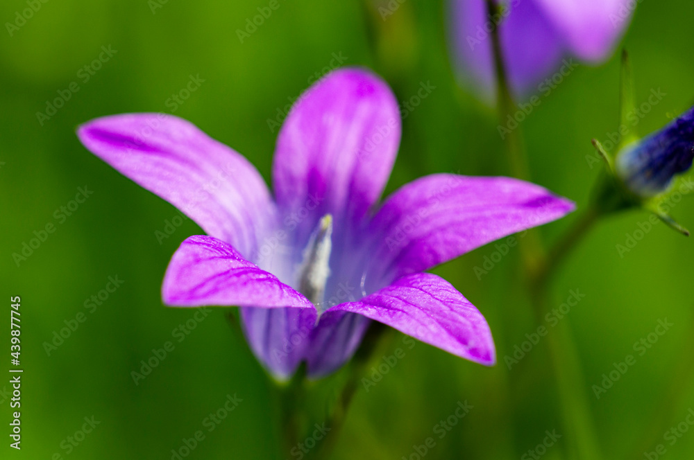 Beautiful purple forest flower bellflower Beautiful purple forest flower bellflower