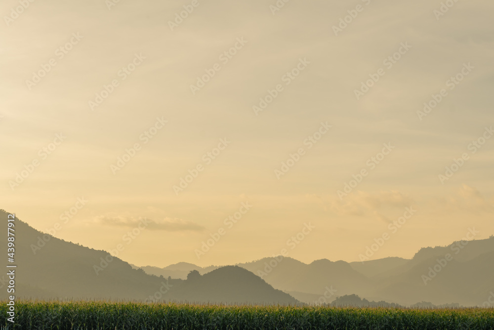 Corn field with mountain and sky