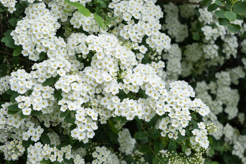 profusely flowering hawthorn bushes, small white flowers