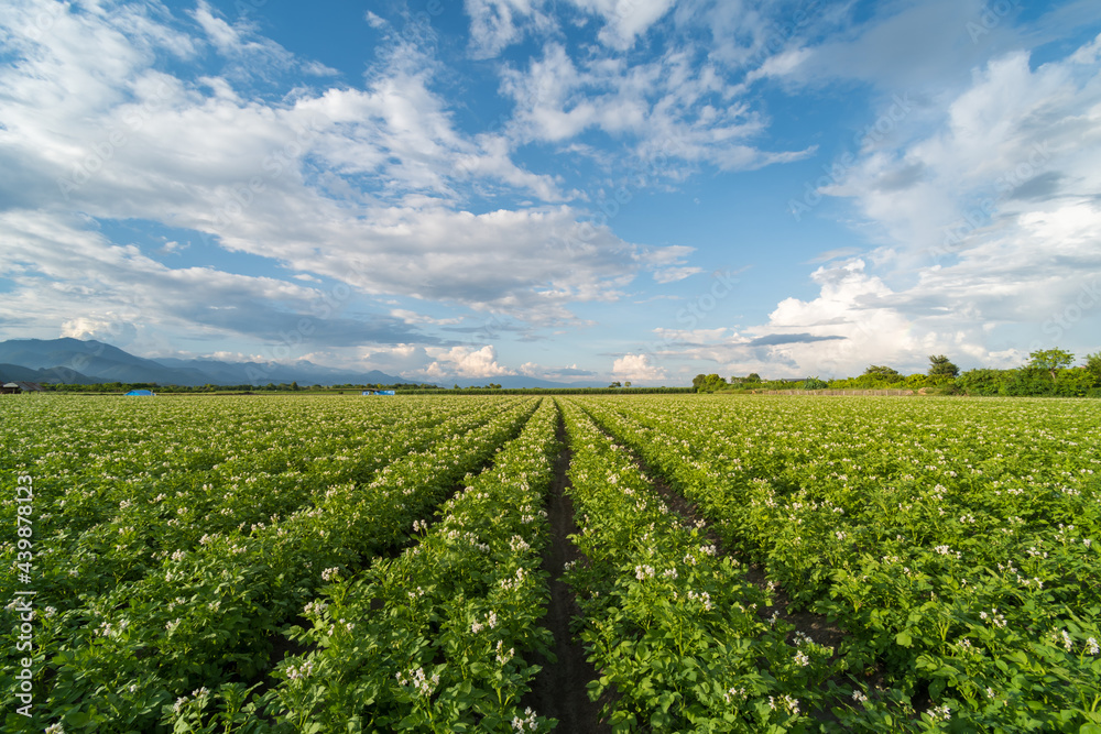Potato plantation with cloud and blue sky Potato plantation with cloud and blue sky