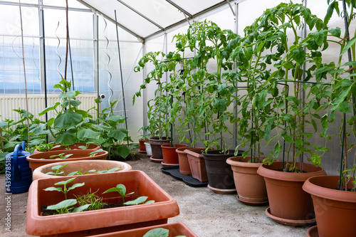 blooming tomatoes, planted in large pots, in a glass greenhouse