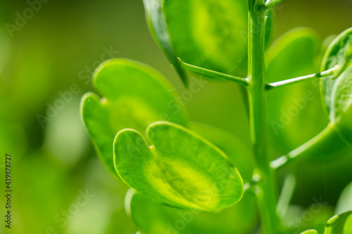 Beautiful green flower spice thyme close up