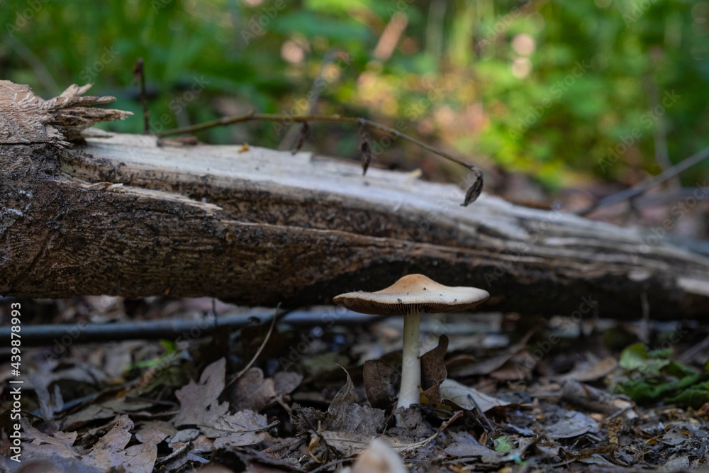 Obraz premium a poisonous mushroom growing on the road in the forest