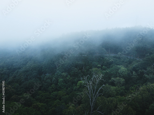 trees in forest nature and fog