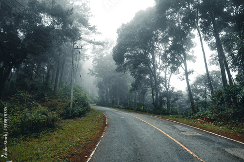 road in the forest rainy season nature trees and fog