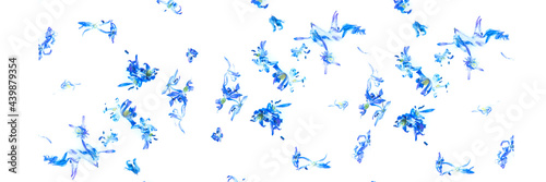 Flowers in milk. Beautiful abstract background. Floral pattern of blue flower petals on white background. Banner