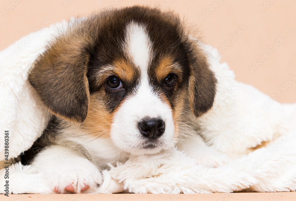 little welsh corgi puppy lies in a fluffy blanket
