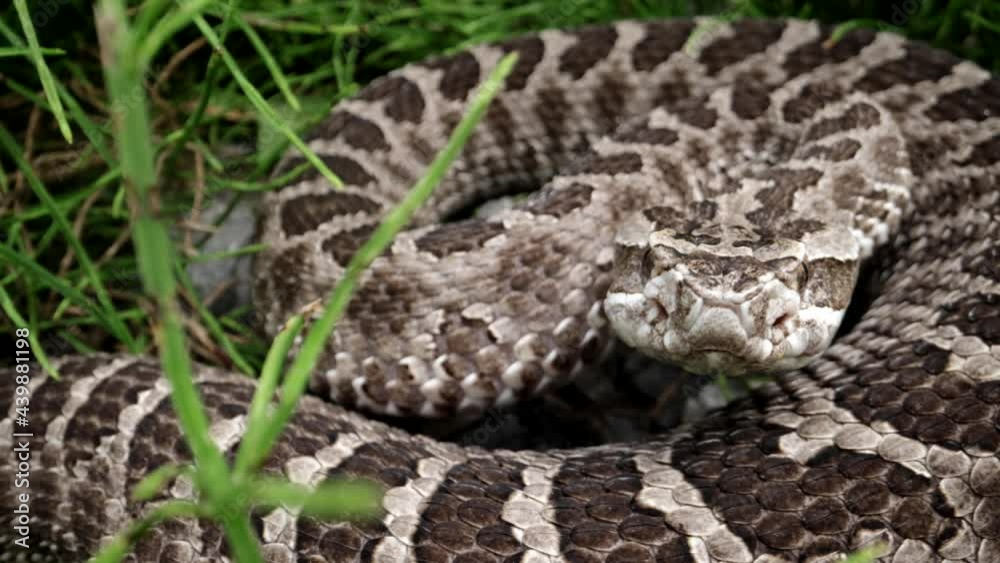 Macro close up of rattlesnake flicking tongue slow motion Macro close up of rattlesnake flicking tongue slow motion