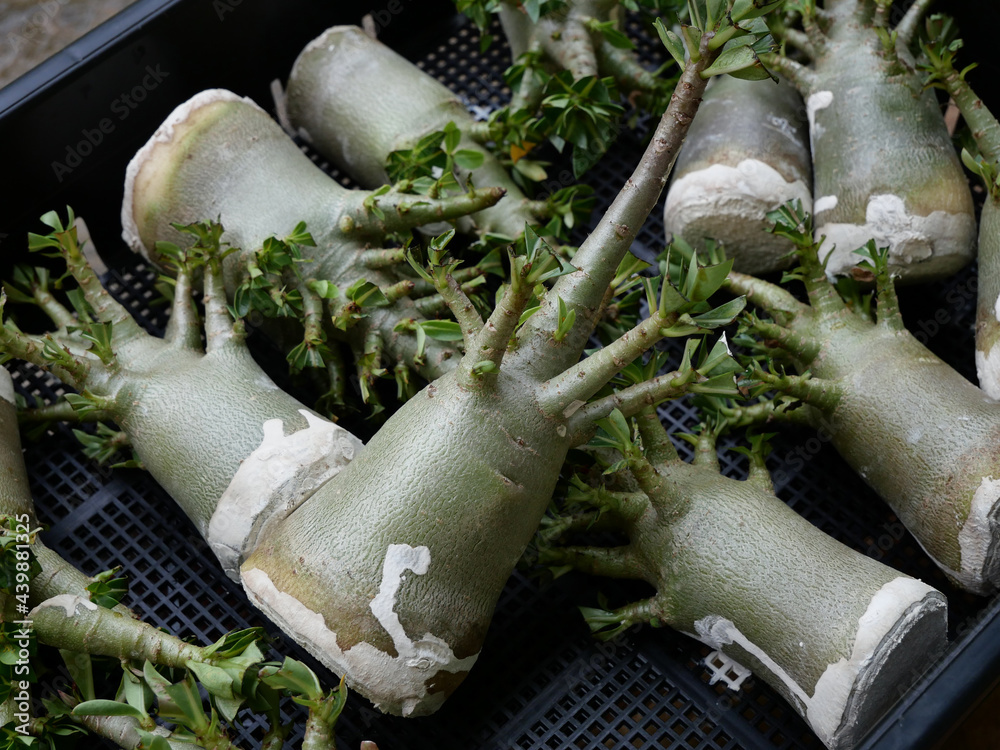 Closeup Cut Adenium root Method for bonsai updated result Closeup Cut Adenium root Method for bonsai updated result