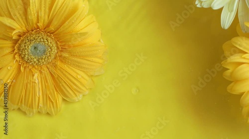 Gerbera daisy flowers on yellow background moving in water with ripples.