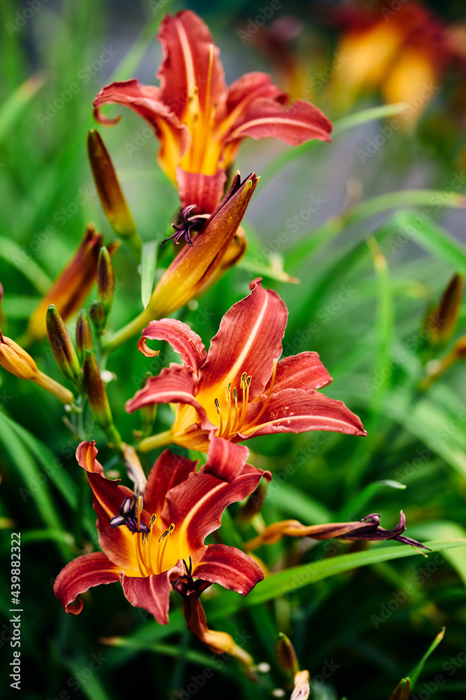 beautiful orange red daylily flowers surrounded by emerald greenery in the summer garden. vertical frame, nature background