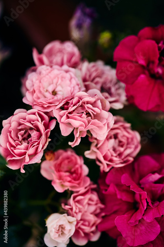 beautiful light pink and magenta flowers on a blurred background. natural natural background for a banner  invitation for a summer event  holiday. close-up  selective focus