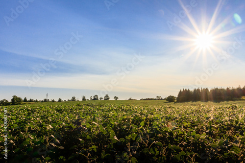 Fotografi A soy field in late afternoon with blue skies, a sun with rays and lens flare and a distant tree line of pine trees