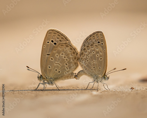 Blue Butterfly mating