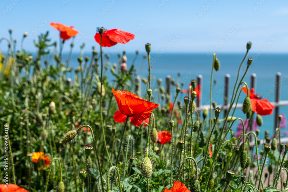 Fototapeta premium Yellow flowers and wild red poppies by the sea