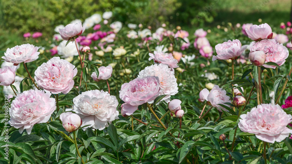 Fototapeta premium A fragment of a beautiful flower bed. Peonies are very beautiful due to their lush colors: from pastel to bright colors with double petals and a persistent, rich aroma.