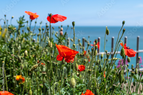 Yellow flowers and wild red poppies by the sea