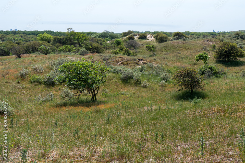 Grass and vegetation in the dunes of Wassenaar. With the skylines of The Hague and Scheveningen in the background.