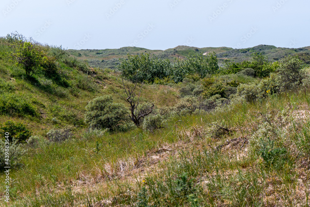 Grass and vegetation in the dunes of Wassenaar Grass and vegetation in the dunes of Wassenaar