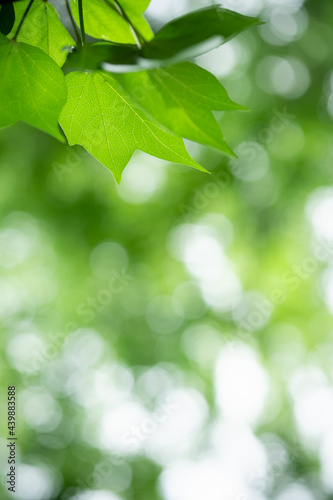 Beanature view of green leaf on blurred greenery background in garden and sunlight with copy space using as background natural green plants landscape  ecology  fresh wallpaper.
