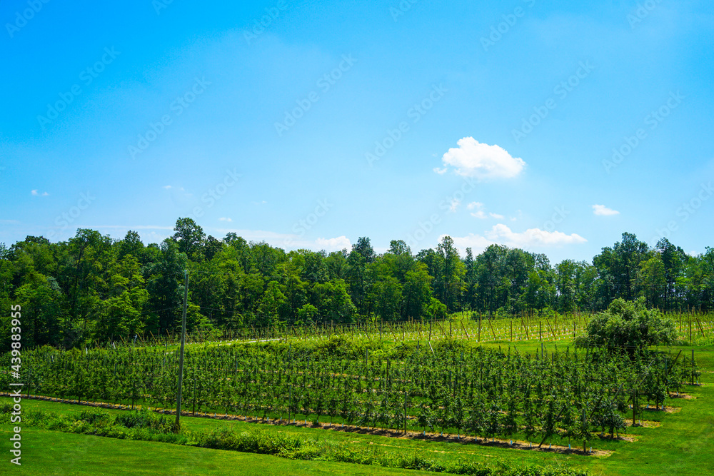 Fruit farm with trees and blue sky