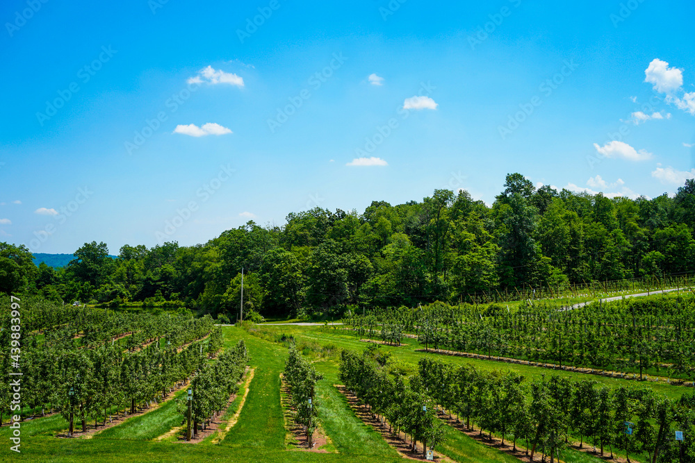 Fruit farm with trees and blue sky Fruit farm with trees and blue sky