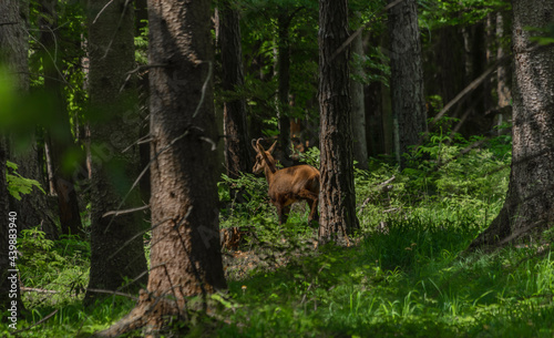 Chamois with antlers on forest path in south Austria Alps