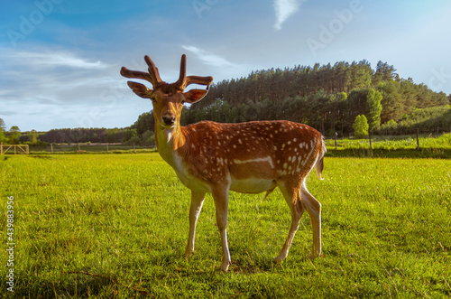 Fototapeta Naklejka Na Ścianę i Meble -  young bull of fallow deer