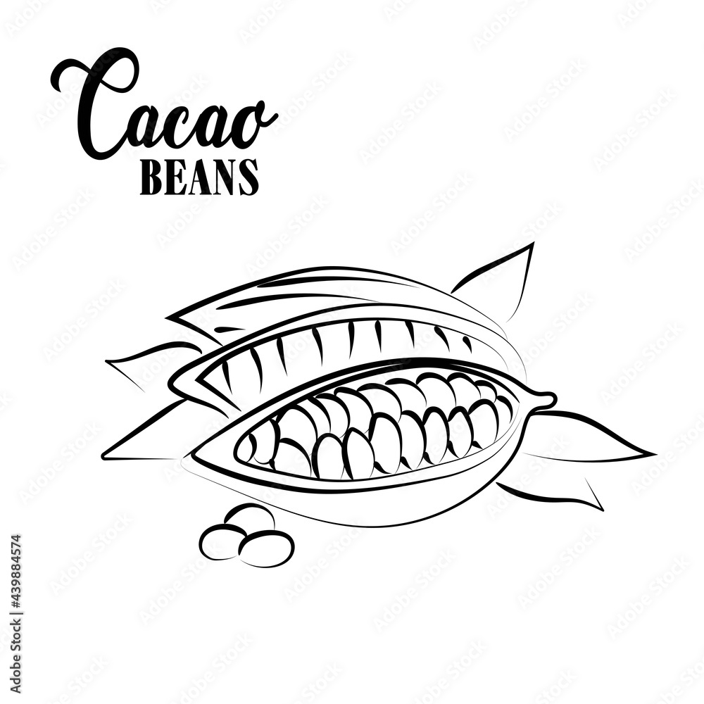 Line drawing of Cacao Beans. Vector illustration. Line drawing of Cacao Beans. Vector illustration.