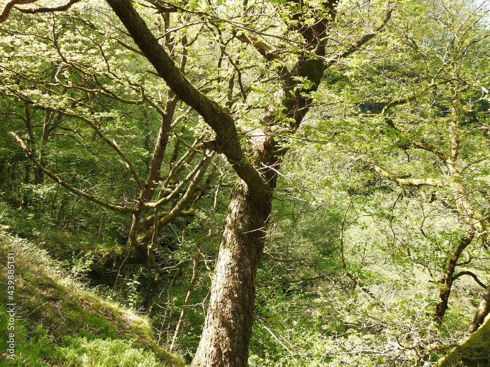 Fototapeta premium tree in spring
