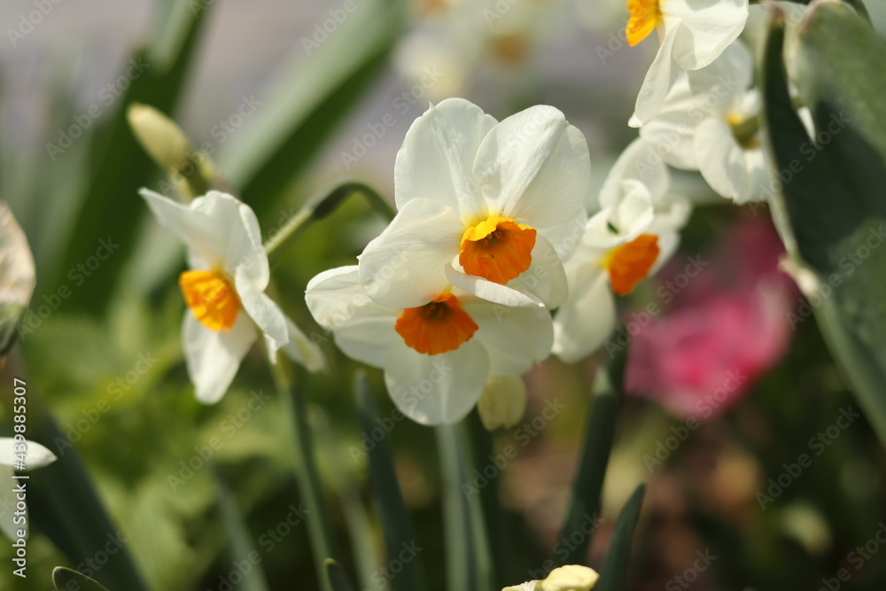 White daffodil during a sunny spring day White daffodil during a sunny spring day