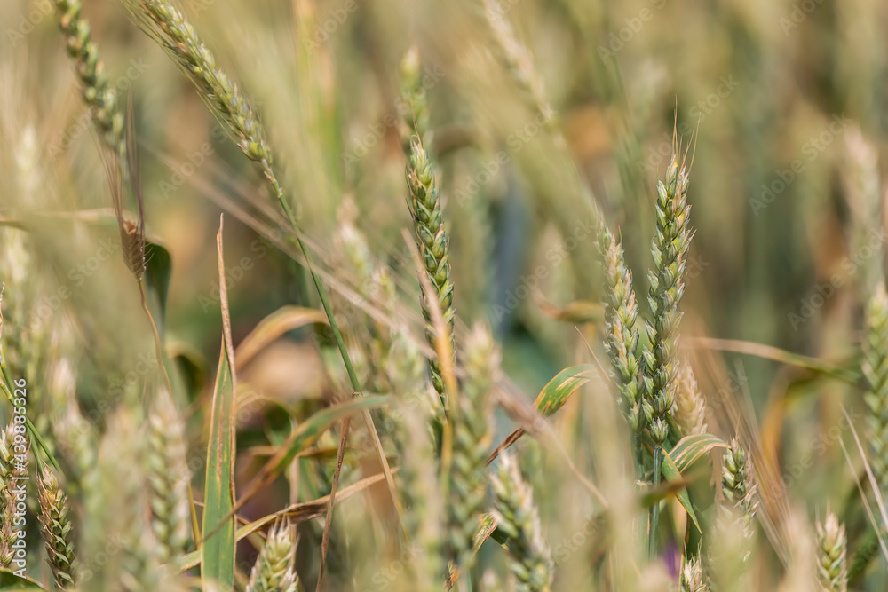 Wheat field in summer mountains of Azerbaijan Wheat field in summer mountains of Azerbaijan